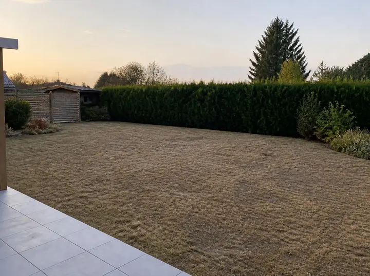 Pelouse jaunie par la sécheresse, avant travaux