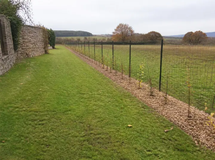 Fond de jardin dégagé, jeune haie plantée, après travaux